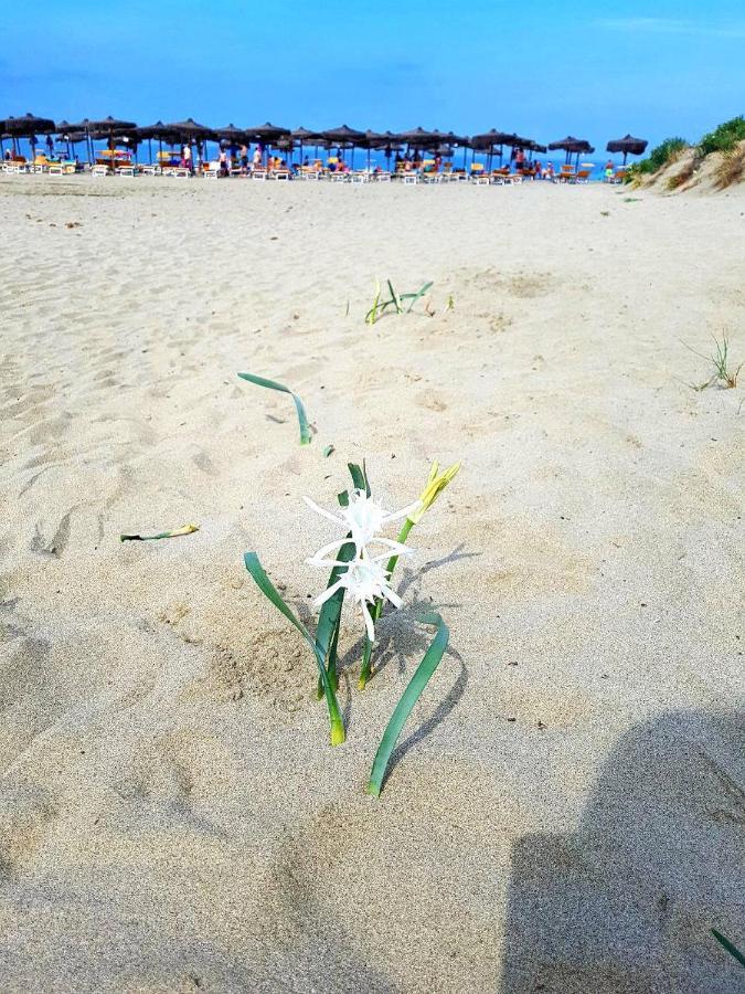 Regina Del Mare Holiday Apartments Tirrenia Eksteriør bilde